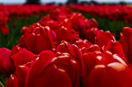 Red Flowers in Garden