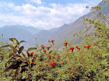 Red flowers with mountain background