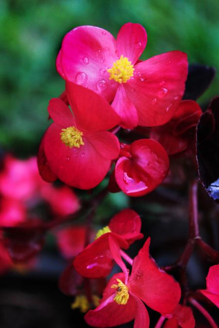 Red flowers with raindrops