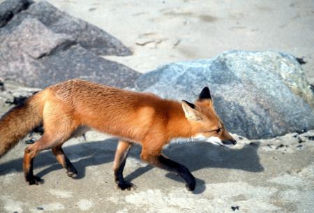 Red Fox