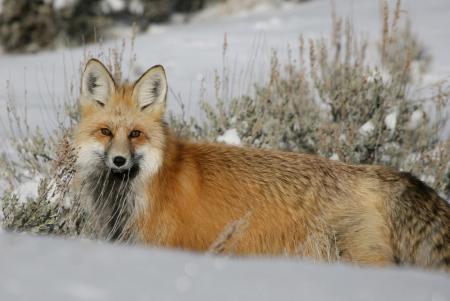 Red Fox