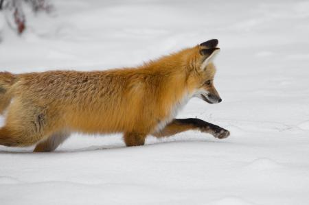 Red Fox