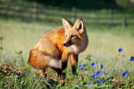 Red Fox