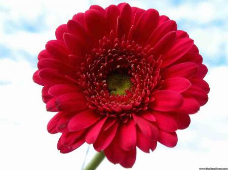 Red Gerbera