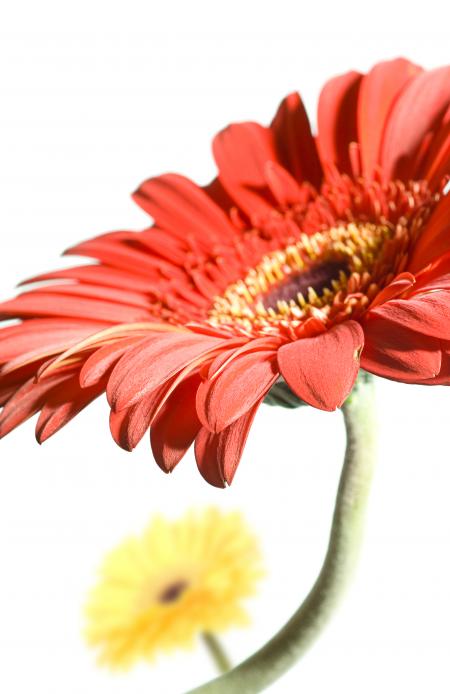 Red Gerbera Flower