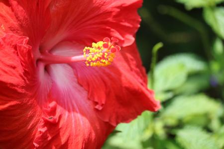 Red Hibiscus Selective Photography