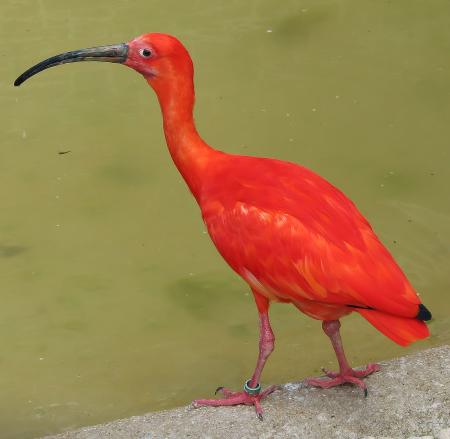 Red Ibis