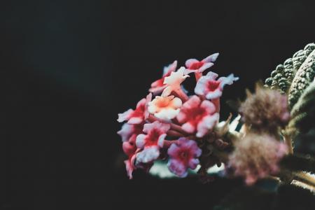 Red Lantana Flower in Closeup Photography
