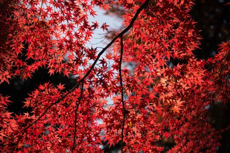 Red Leaf Tree