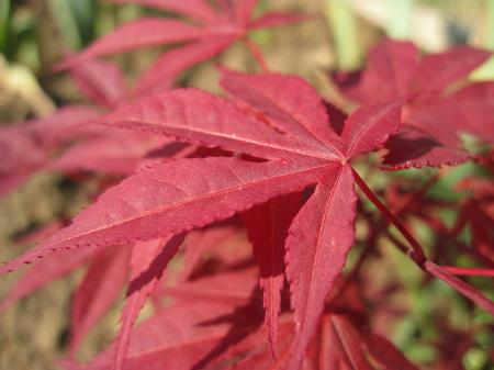 Red leafs