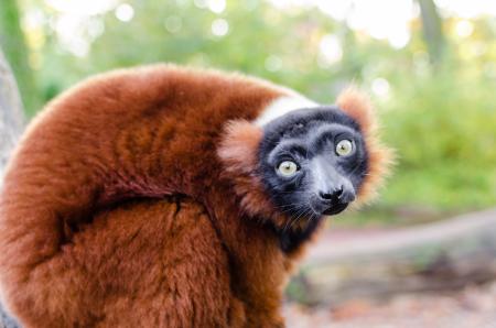 Red Ruffed Lemur