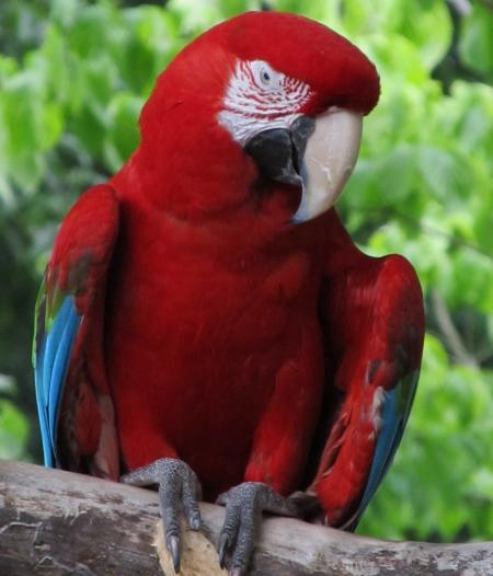 Red Macaw