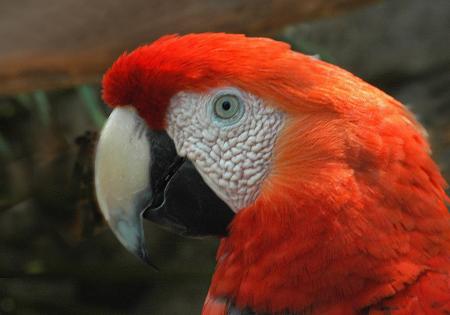 Red Macaw