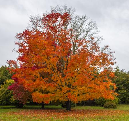 Red Maple Tree, Oregon