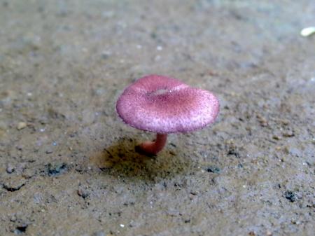 Red Mushroom