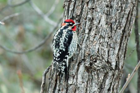 Red Naped Sapsucker