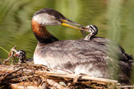 Red Necked Grebes