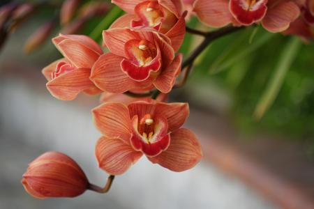 Red Orchid