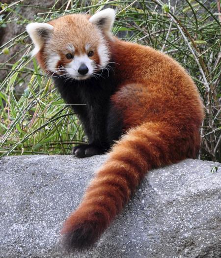 Red Panda