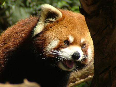 Red panda