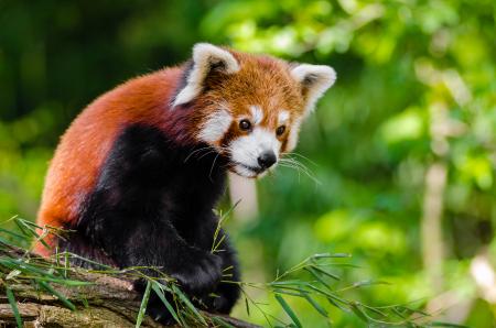 Red Panda Bamboo Dinner