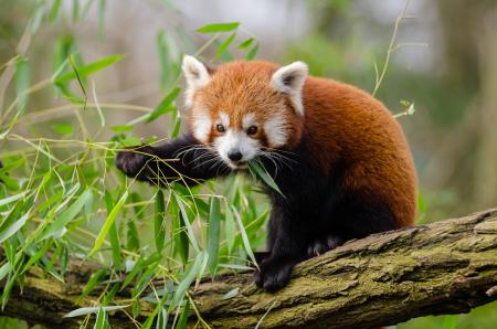 Red Panda Eating Green Leaf on Tree Branch during Daytime