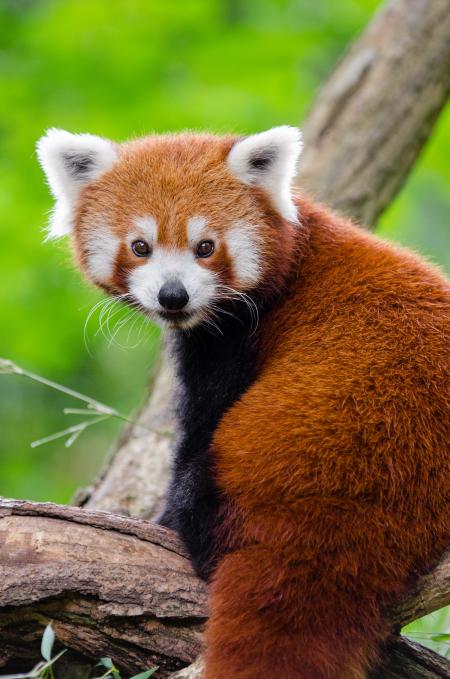 Red Panda on Branch