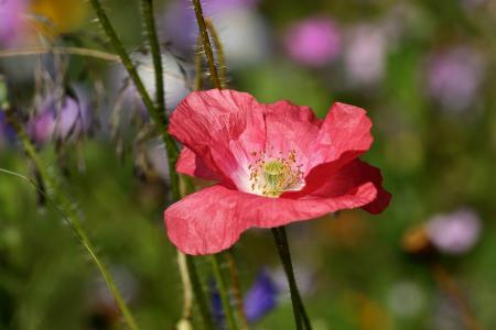 Red Petal Flower Near Green Plant during Daytime