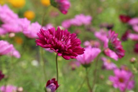 Red Petaled Flower Blooming during Daytime