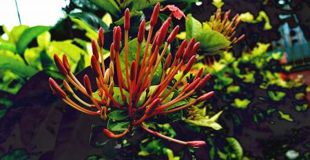 Red Petaled Flower Close Up Photography