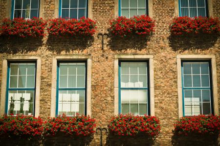 Red Petaled Flower in Front Brown Brick Wall Building during Daytime