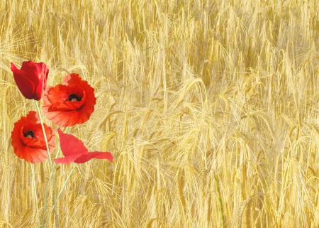 Red Petaled Flower Near Yellow Grass during Daytime