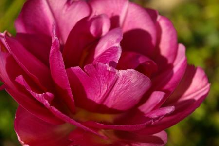 Red Petaled Rose on Bloom at Daytime