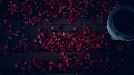 Red Petals