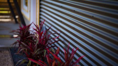 Red Plant Macro Photography