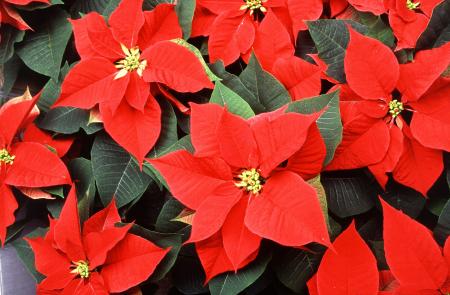 Red Poinsettia