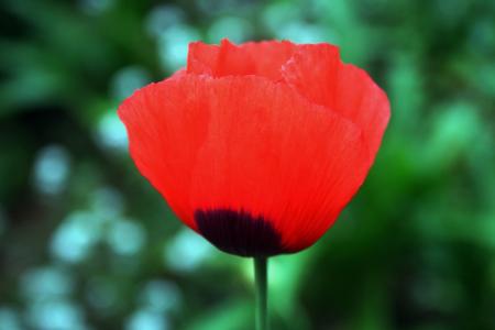 Red poppy flower