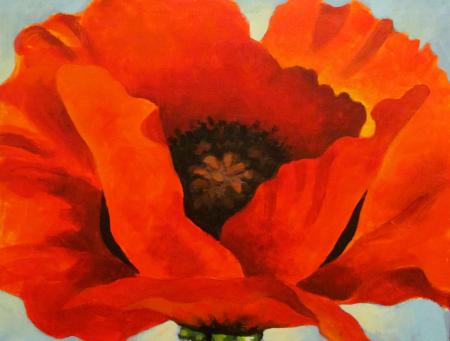 Red poppy flower