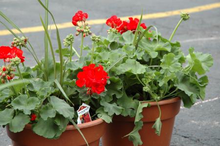 Red potted flowers