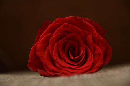 Red Rose