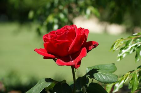 Red Rose Outside