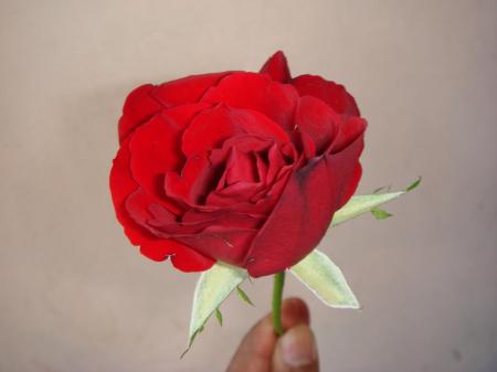 Red Rose