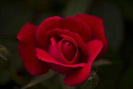 Red Rose