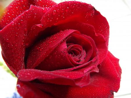 Red Rose