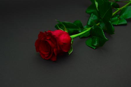 Red Rose