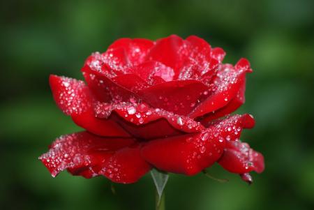 Red Rose