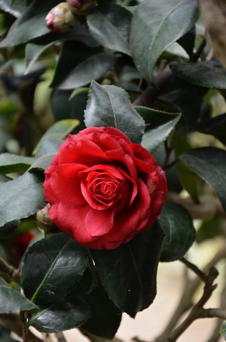 Red Rose Bush One Rose