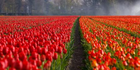 Red Rose Field