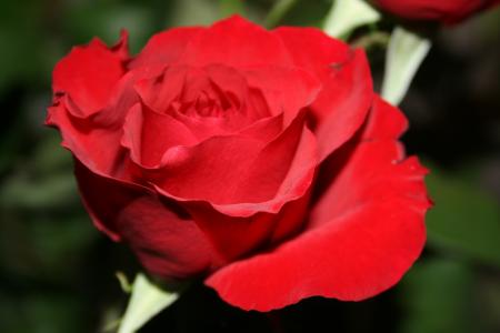 Red Rose in Close Up Photography