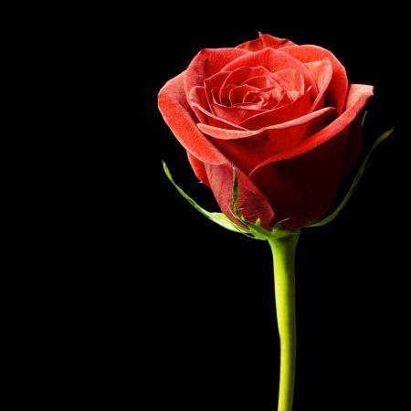 Red rose on black